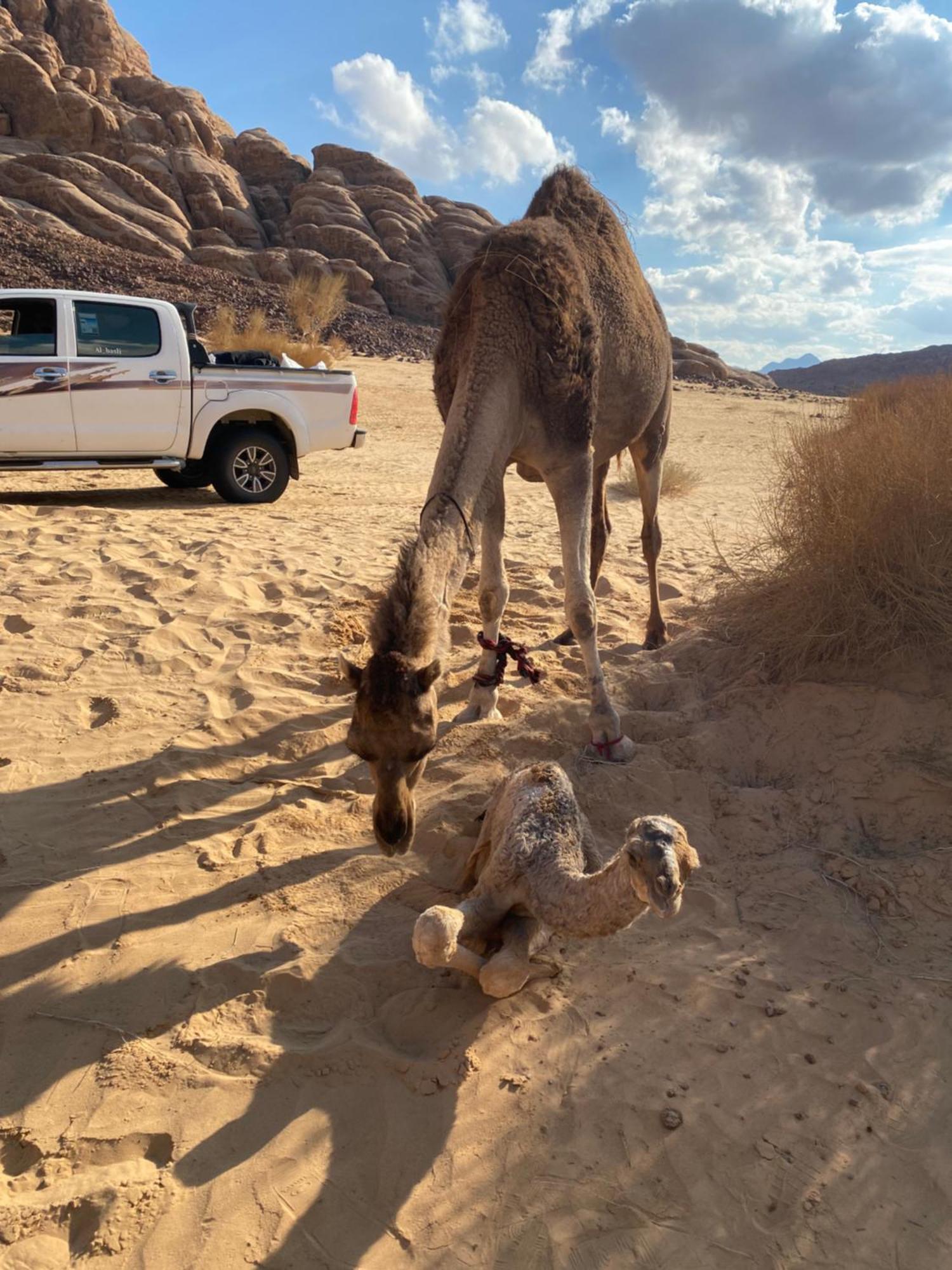 Wadi Rum Albasli 外观 照片