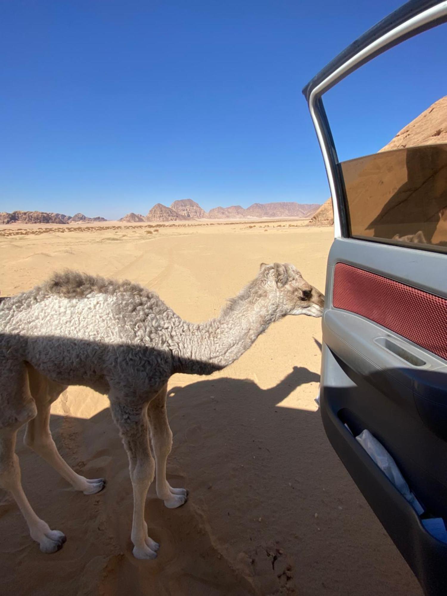 Wadi Rum Albasli 外观 照片