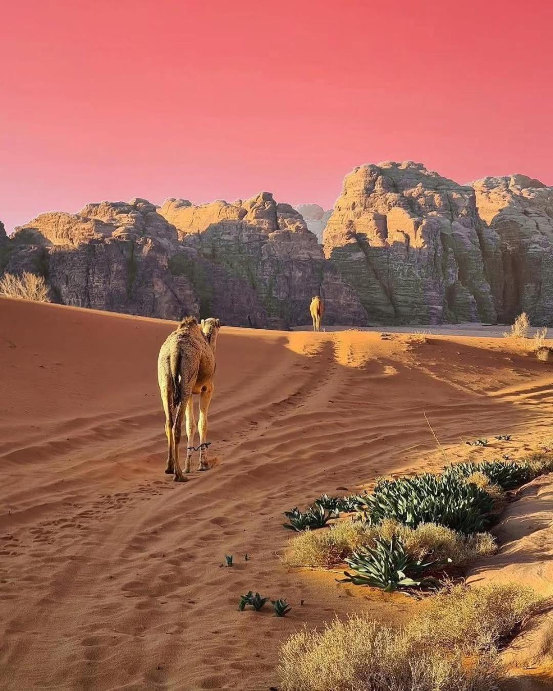 Wadi Rum Albasli 外观 照片